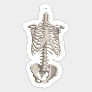 Vintage Medical Anatomy Skeleton Chest Medicine Sticker